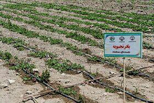 مزرعه گیاهان دارویی در آذربایجان غربی