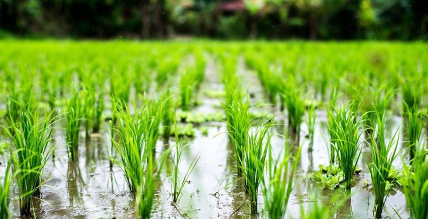شالیزار و تولید برنج