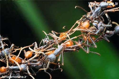 اتحاد مورچه ها