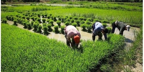 نشا کاری برنج (عکس) 