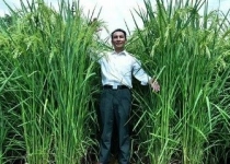 دانشمندان چینی برنج ۲ متری پرورش دادند