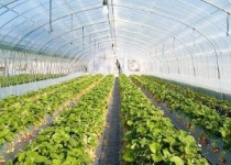بازسازی گلخانه‌ها رونق صادرات محصولات کشاورزی
