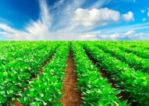 زنجیره تولید تا مصرف محصولات کشاورزی باید تشکیل شود
