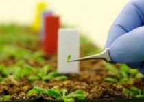 نانوتکنولوژی به پایداری داروهای گیاهی کمک می کند