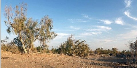طرح بیابان زدایی ۸۰۰هکتار از اراضی بیابانی جنوب غرب تهران آغاز شد
