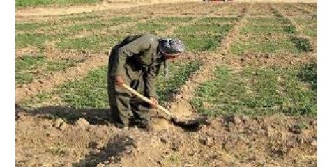 کشاورزی ناکارآمد در حال نابودی ایران است