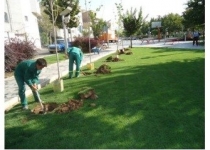  ضرورت جایگزینی چمن‌کاری با گیاهان بومی زیست بوم تهران در شهرداری منطقه ۱۸