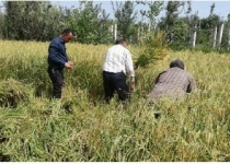 حمایت وزارت جهاد از کشت برنج فقط در استان های  مازندران و گیلان