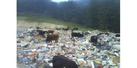 ۱۴ درصد زباله ایران در شهرهای شمالی تولید می ‌شود
