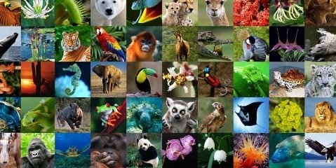 گزارش صندوق حیات وحش از آخرین وضعیت تنوع زیستی جهان 
