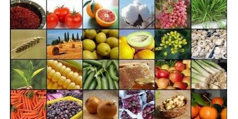 تولید کشاورزی ایران 5 برابر شده است