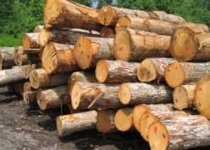 کشف ۴۵۰ تن قاچاق چوب در سطح استان 