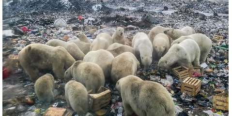 از زباله گردی خرس های قطبی تا پلاستیکهای قاتل پرندگان دریایی
