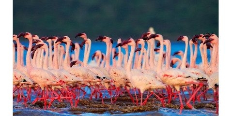 افزایش فلامینگوهای دریاچه ارومیه و خطر انقراض حیوانات عظیم الجثه تا یک قرن دیگر 