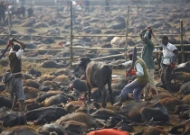 کشتار حیوانات در مراسم های آیینی در دنیا