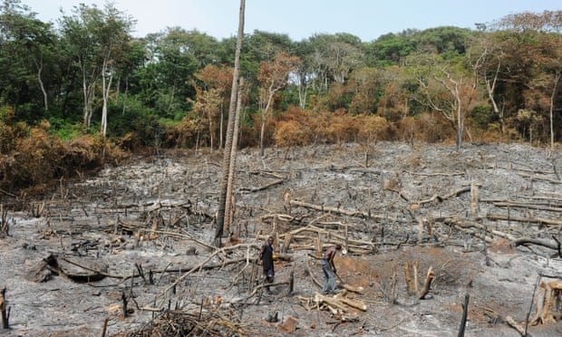 آسیب های جنگل زدایی فراتر از آتش سوزی آمازون است