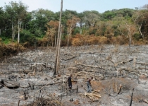 آسیب های جنگل زدایی فراتر از آتش سوزی آمازون است
