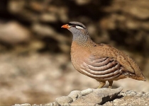 پرنده ها نمایندگان پیامدهای تغییرات اقلیمی