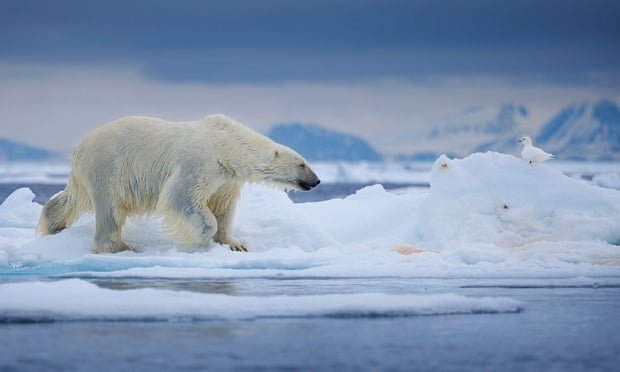ذوب یخ ها زندگی خرس های قطبی را تهدید می کند