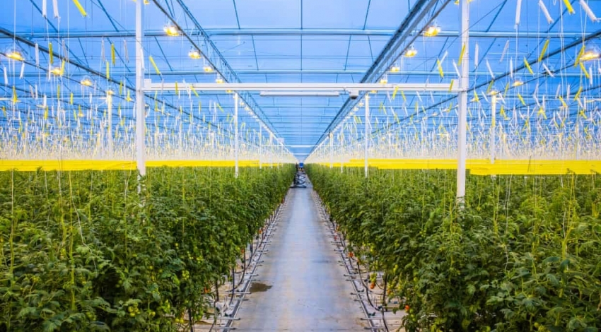 تولید 20 تن گوجه فرنگی در روز با استفاده از گرمای تجدیدپذیر