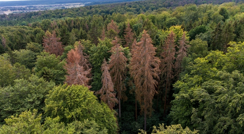 وضعیت بحرانی جنگل های آلمان به دلیل گرما و خشکسالی