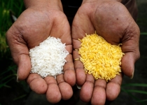 برنج طلایی می تواند زندگی میلیون ها نفر را نجات دهد