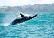 نهنگ ها غول های جذب کربن هستند