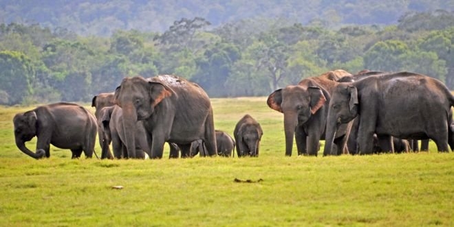 رکورد مرگ و میر فیل های سریلانکا در سال 2019