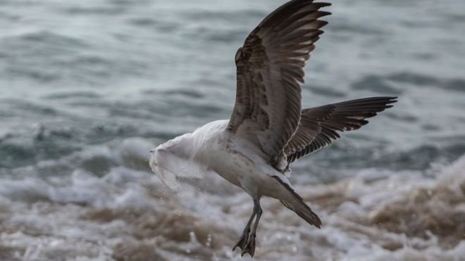 اثرات پنهان آلودگی پلاستیکی بر پرندگان دریایی