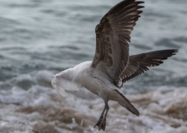 اثرات پنهان آلودگی پلاستیکی بر پرندگان دریایی