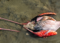 مرگ پرندگان میانکاله در اثر عدم ورود آب به تالاب است؟