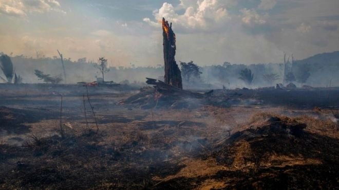 جنگل های آمازون به جای جذب کربن، عامل انتشار آن می شود