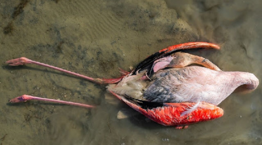  علت اصلی مرگ‌ومیر پرندگان مهاجر در شرق خلیج گرگان