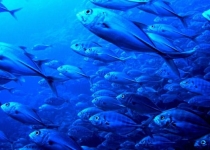 تغییرات اقلیمی در اعماق اقیانوس ها 