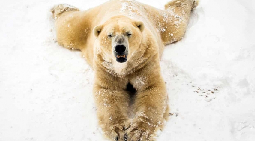 مرگ قدیمی ترین خرس قطبی انگلیس در سن 22 سالگی 