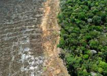 قانون جدید انگلیس برای محدود کردن جنگل زدایی در زنجیره تامین