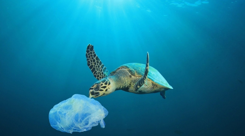 آلودگی پلاستیکی، تهدید بحرانی برای لاک پشت های دریای فلوریدا
