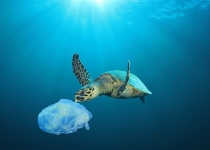 آلودگی پلاستیکی، تهدید بحرانی برای لاک پشت های دریای فلوریدا