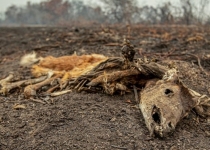 آتش سوزی این بار در تالاب های برزیل