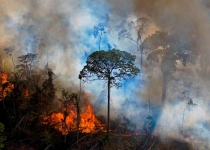 آمازون در حال تبدیل شدن از جنگل بارانی به ساوانا است