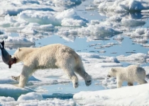 از دست رفتن یخ های قطب شمال، تلاش خرس های قطبی برای زنده ماندن را چهار برابر کرده است