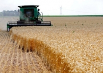 گرمایش سریع جهانی به بهره وری کشاورزی آسیب می رساند