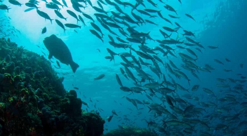 گزارش مرگ‌ومیر در حیات دریایی کالیفرنیا بر اثر آلودگی شیمیایی