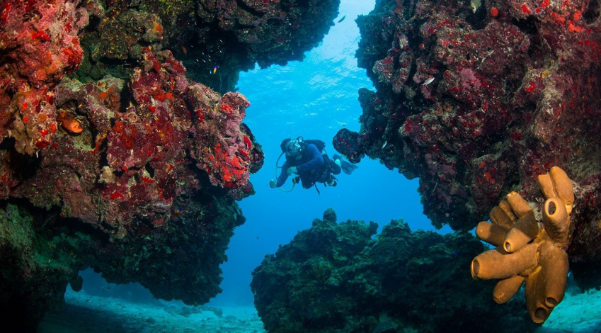 دیواره بزرگ مرجانی در فهرست میراث طبیعی در معرض خطر