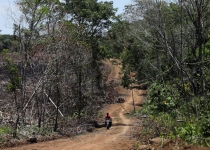 جنگل زدایی در کلمبیا نسبت به سال گذشته 8 درصد افزایش یافته است