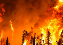 افزایش میزان مرگ و میر کرونا با آتش سوزی جنگل ها