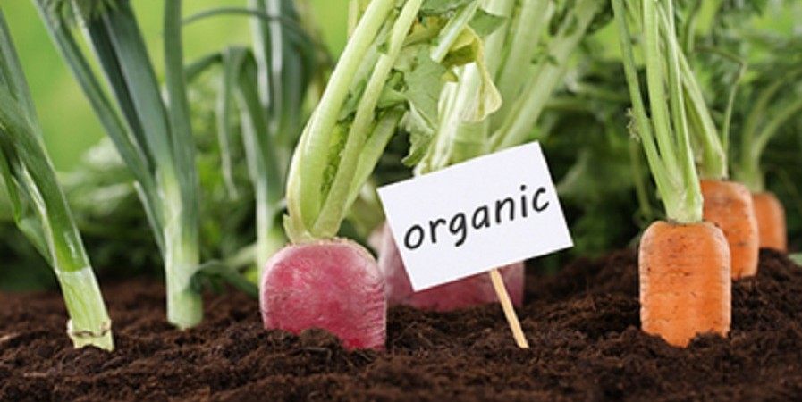 محصولات و سبزیجات کشاورزی