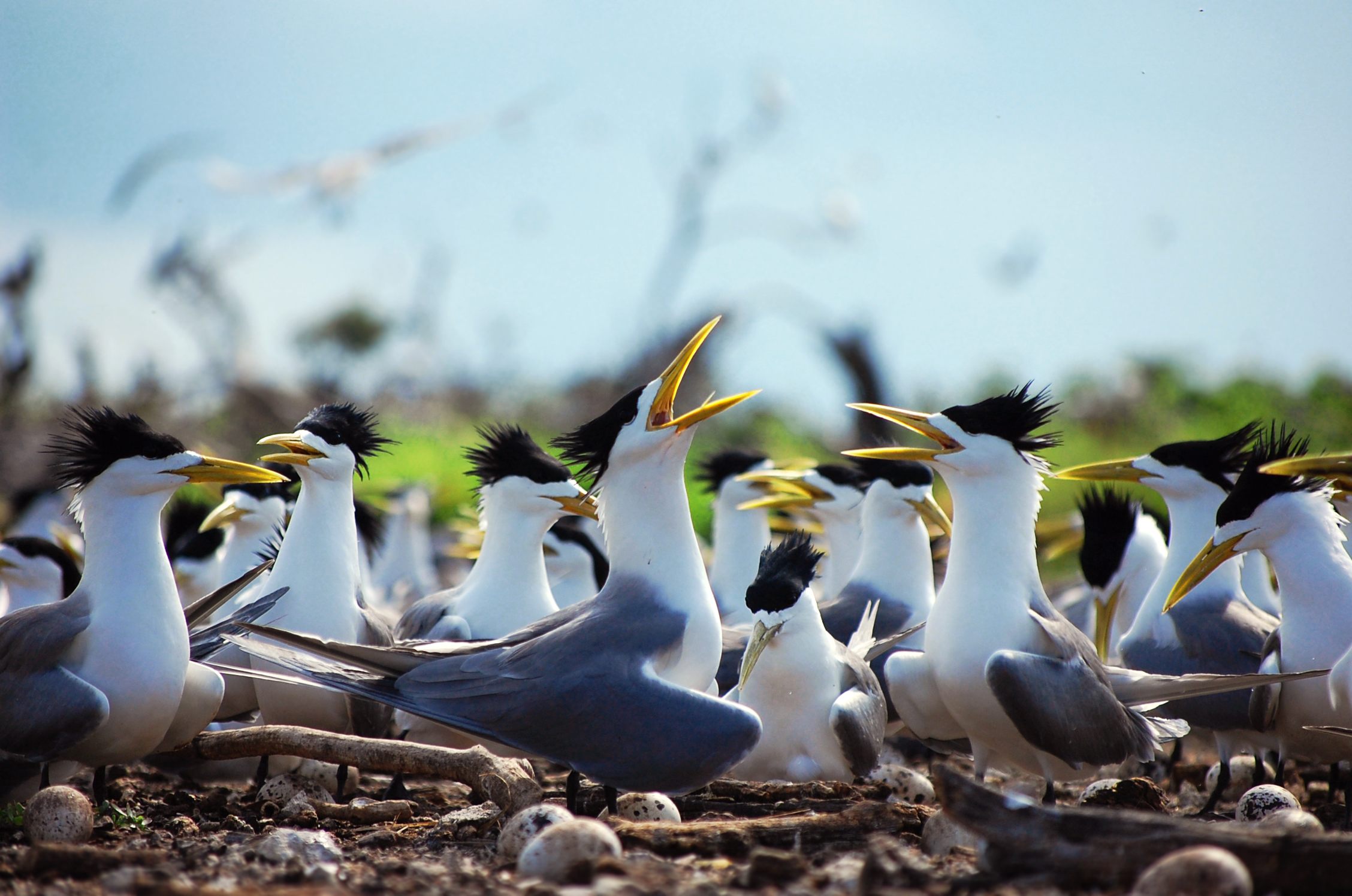 خطر انقراض پرنده های مهم ایران