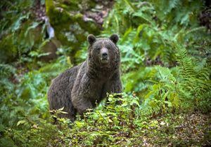 خرس از گونه های پارک ملی کیاسر