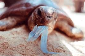آلودگی پلاستیکی در گونه های آبزی